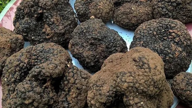 Have you ever eaten a truffle?