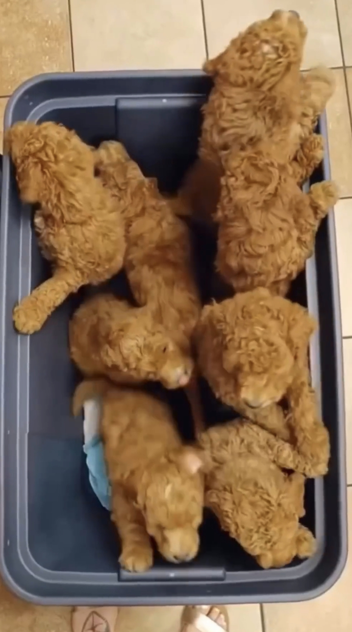 How many pieces of chicken are they?