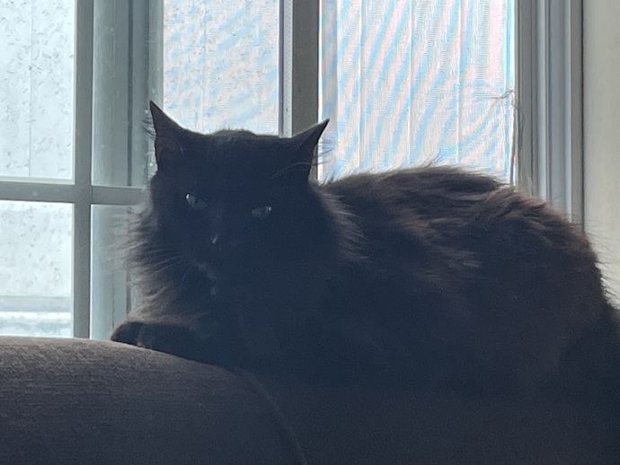 Here have a pic of my cat attempting to death stare me into giving him food while you contemplate this question