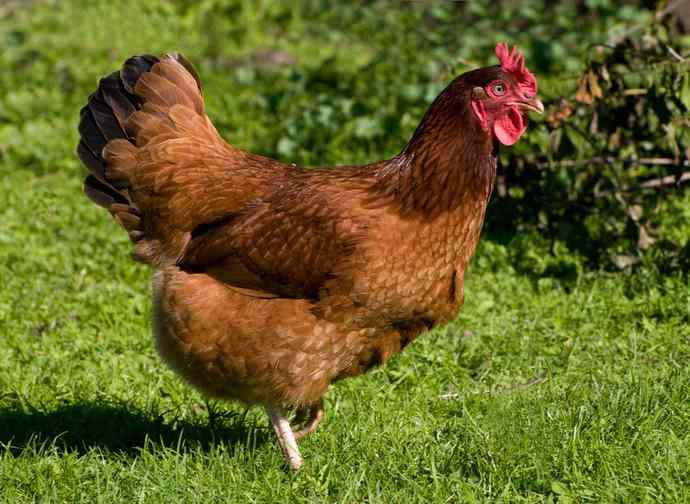 Does this chicken look good?