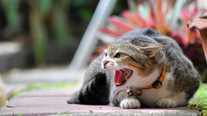 My cat hates my boyfriend. What should I do?