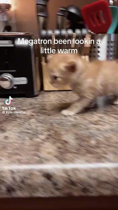 he do be on the counter tho