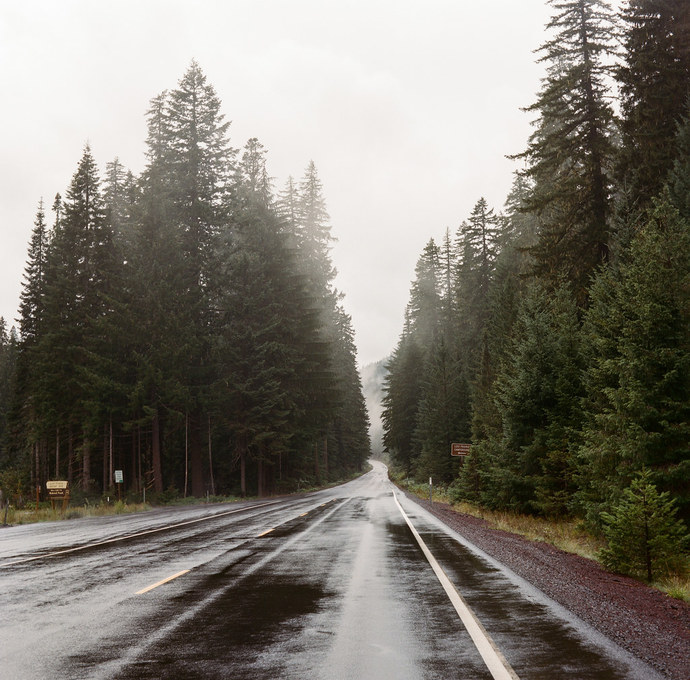 I like the look of trees and rain together