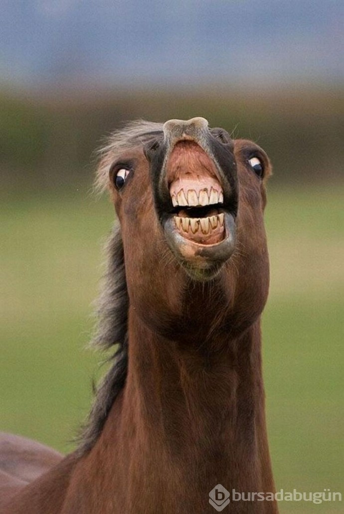 How do you laugh when you laugh?