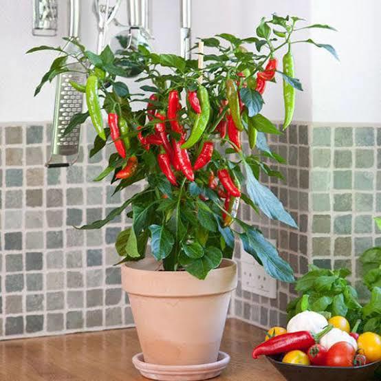 Do you have a garden 🪴, grow your own food?