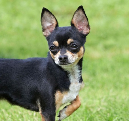 Who would win in a fight, a cat or a chihuahua?