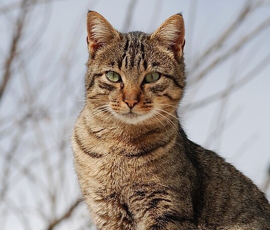 Who would win in a fight, a cat or a chihuahua?