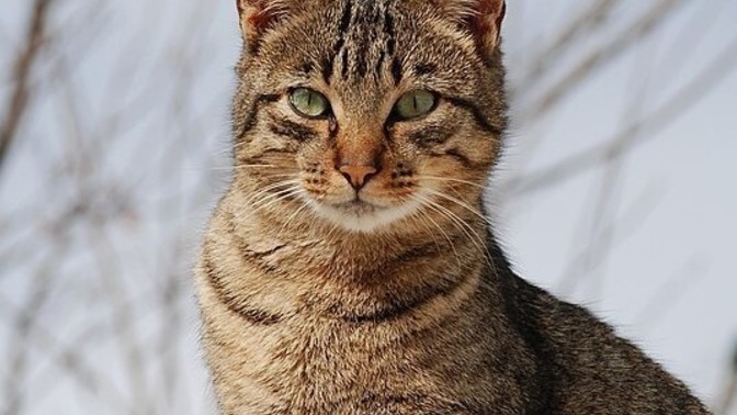 Who would win in a fight, a cat or a chihuahua?