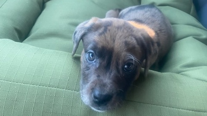 Is my new pup, kind of cute?