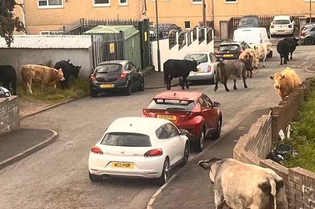 Are Cows dangerous or even evil?