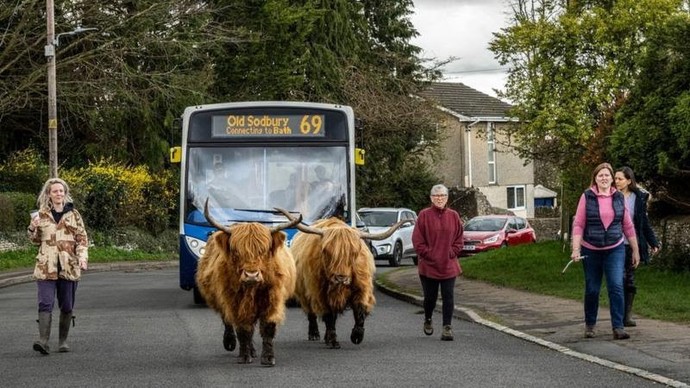 Are Cows dangerous or even evil?