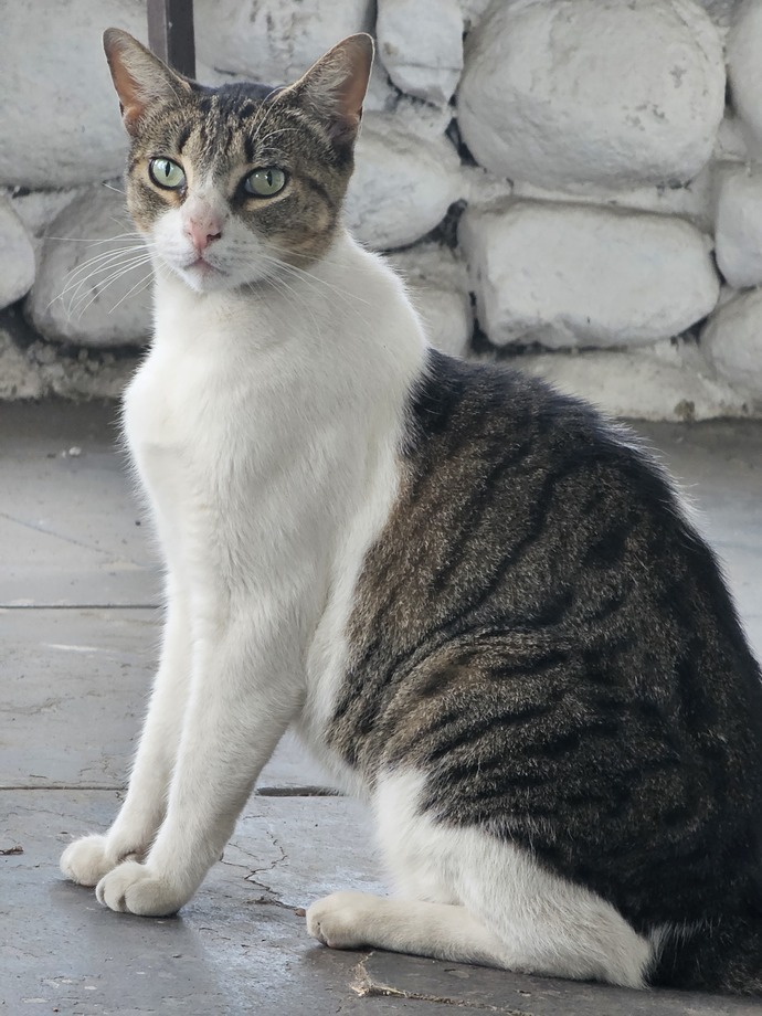 Do you own any pets?