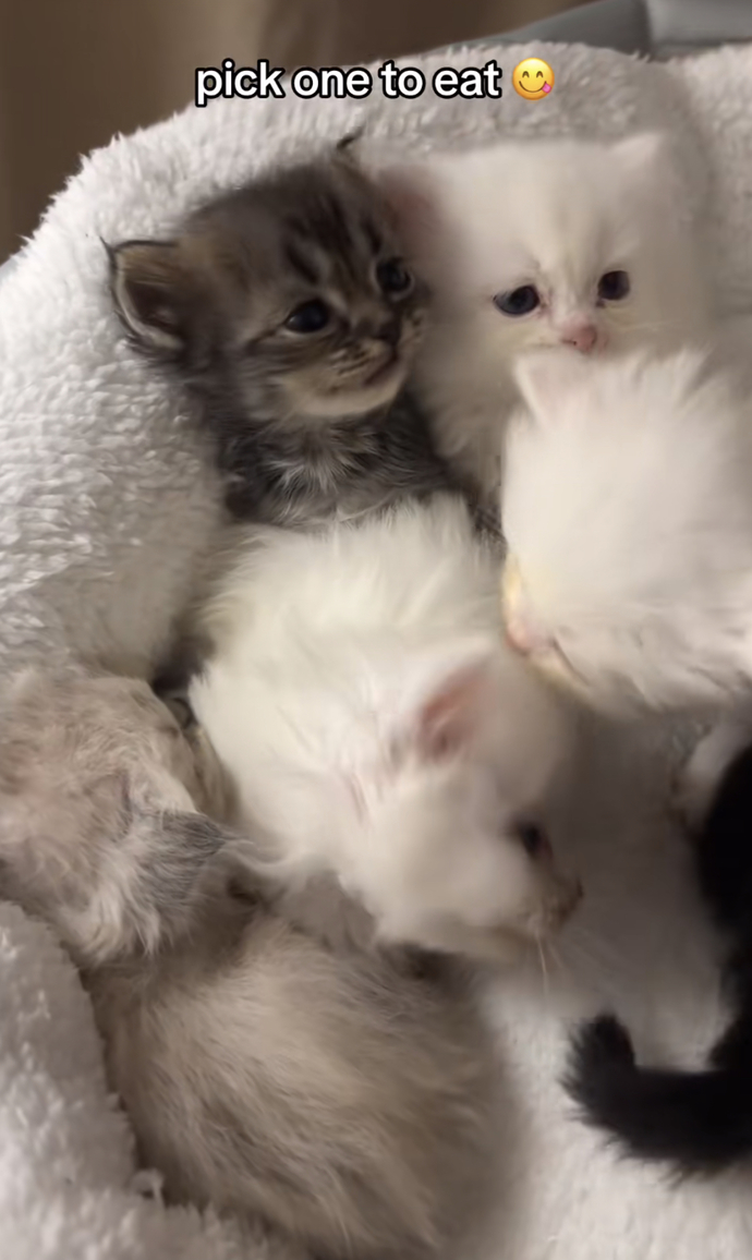 Which one would you pick?