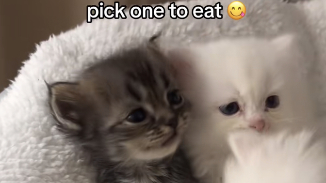 Which one would you pick?