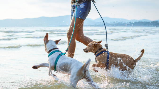 Are dog owners ultimately selfish and self-centred?