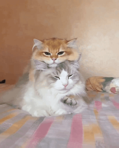 Guys, you like cuddling?