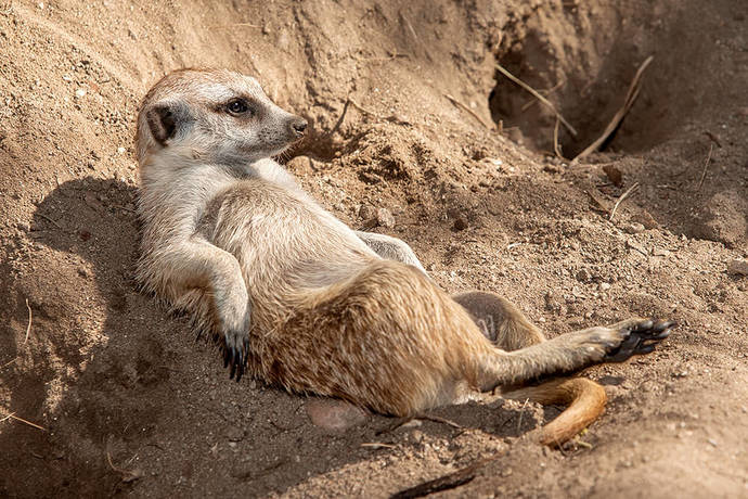 Top 10 favorite animals?