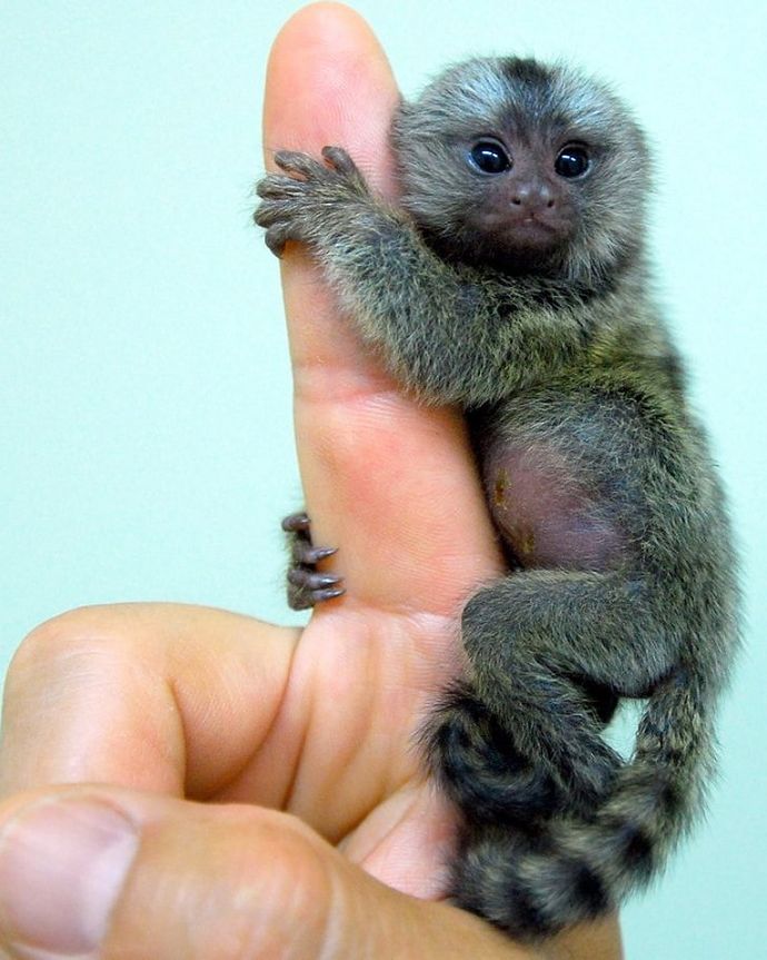Top 10 favorite animals?