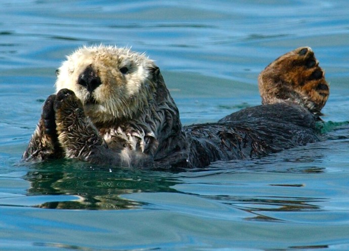 Top 10 favorite animals?