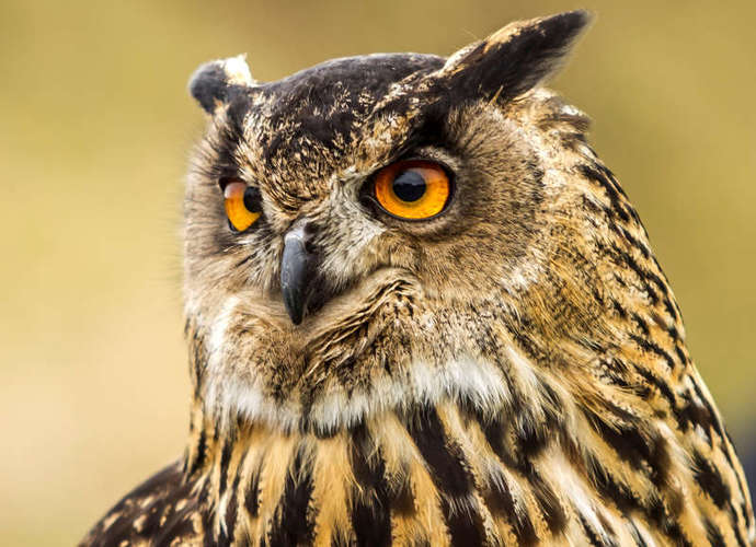 Top 10 favorite animals?