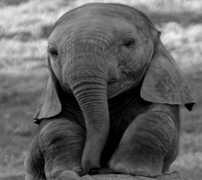 Top 10 favorite animals?