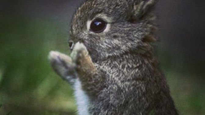 Why are some kids afraid of the Easter Bunny?