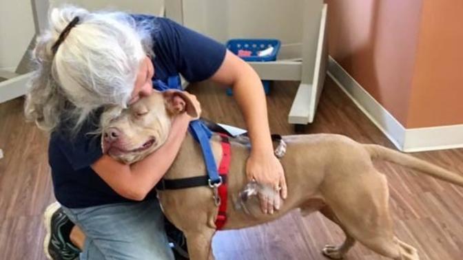 Why are pitbulls so cuddly?
