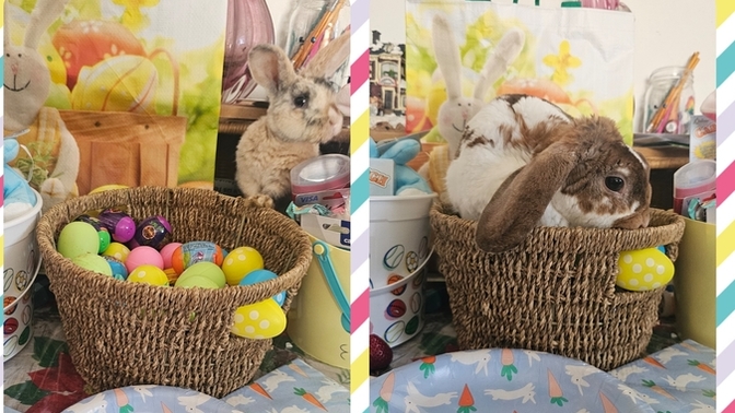 🐰 HAPPY Easter 🐣! How did your day go?