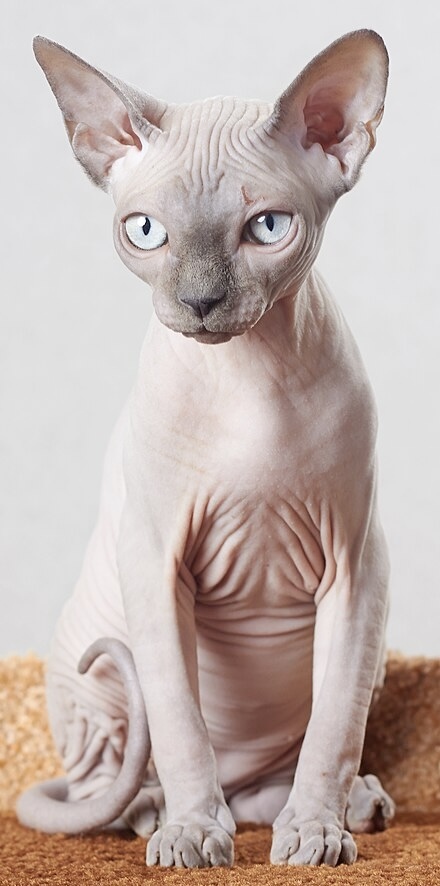 Lowkey really weird question but do guys mind if the 🐱 has hair? Or do they prefer hairless?