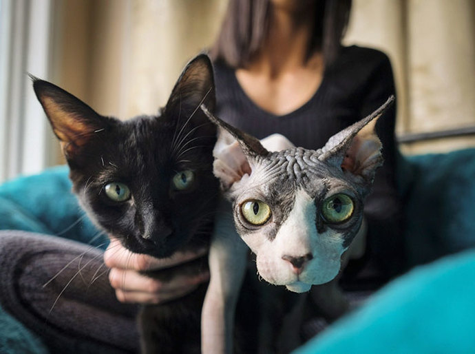 Lowkey really weird question but do guys mind if the 🐱 has hair? Or do they prefer hairless?