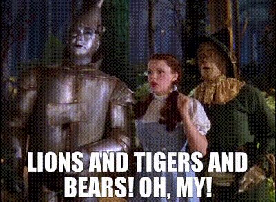 Who wins in a fight between a lion, tiger, bear, and gorilla?