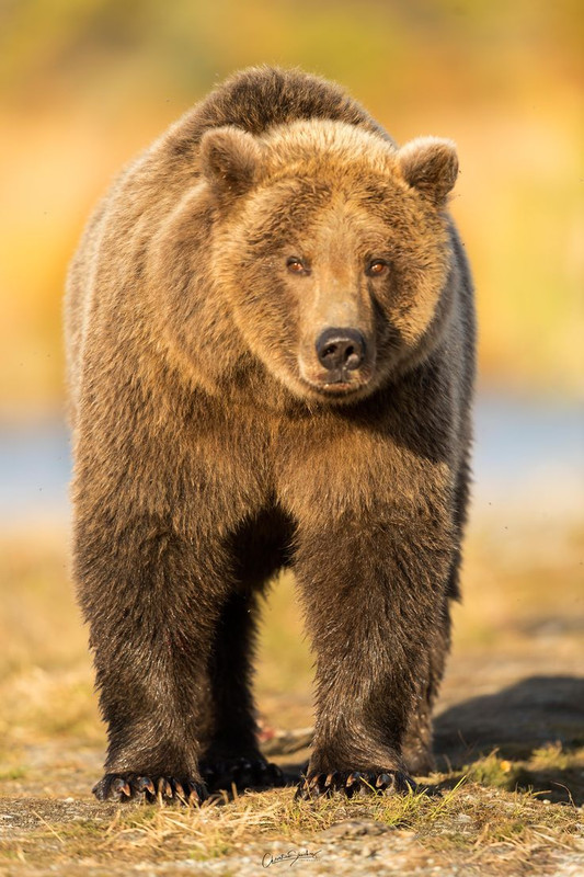 Who wins in a fight between a lion, tiger, bear, and gorilla?