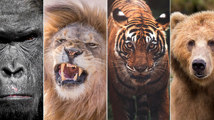 Who wins in a fight between a lion, tiger, bear, and gorilla?