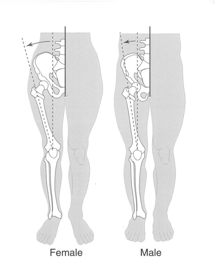 What makes a woman's legs more attractive than a man's legs?