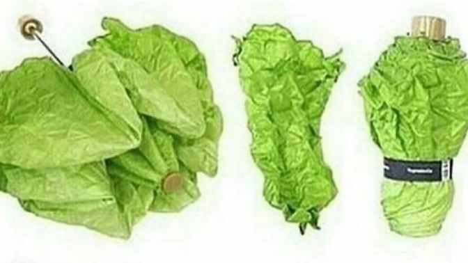 What do you think of this lettuce umbrella?