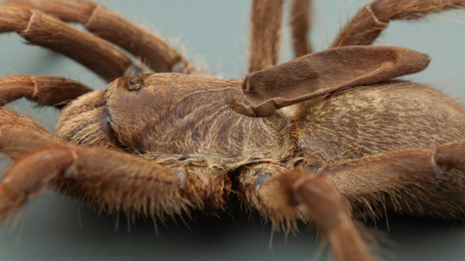 In the world of online dating, what's the best way to decline an invitation to see a guy's tarantula collection?