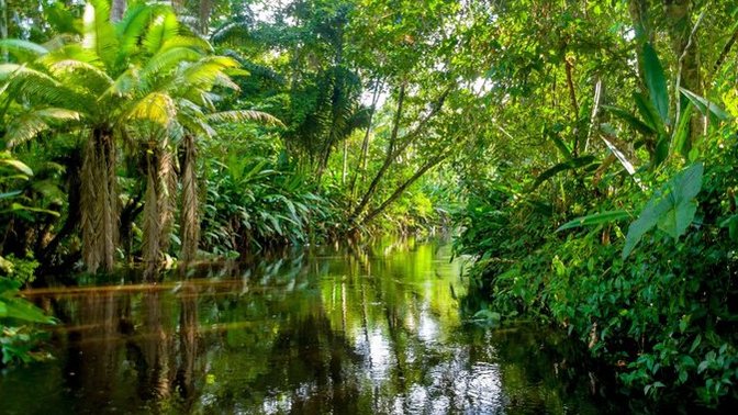 Would you visit the Amazon rainforest?