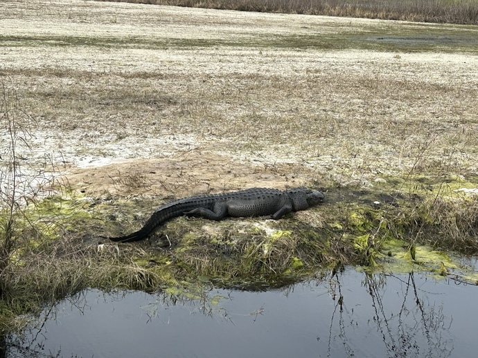 Do you want a pet alligator 🐊?