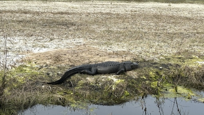 Do you want a pet alligator 🐊?