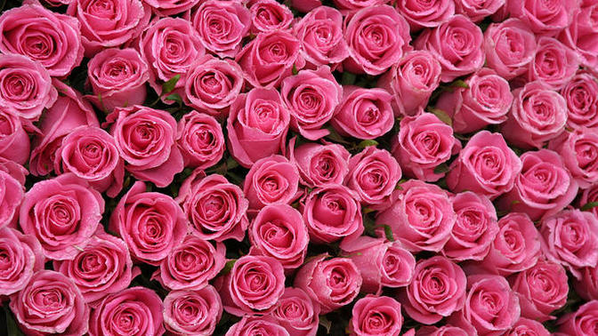 What color of roses represents friendship?