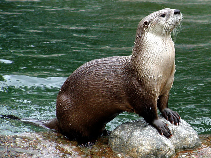 Which is your favorite animal/s?