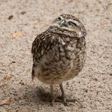 One of my favs is Burrowing Owl. Cool little guys, they burrow into the ground to nest rather than in trees.