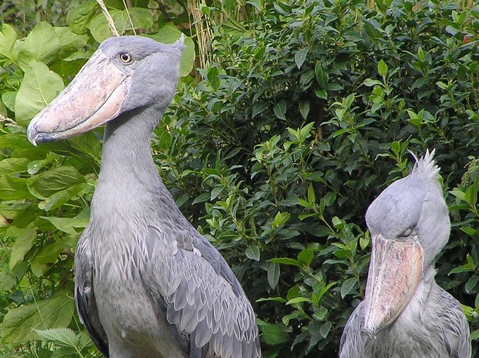 Shoebill stork