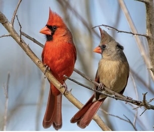 Which is your favorite bird/s?