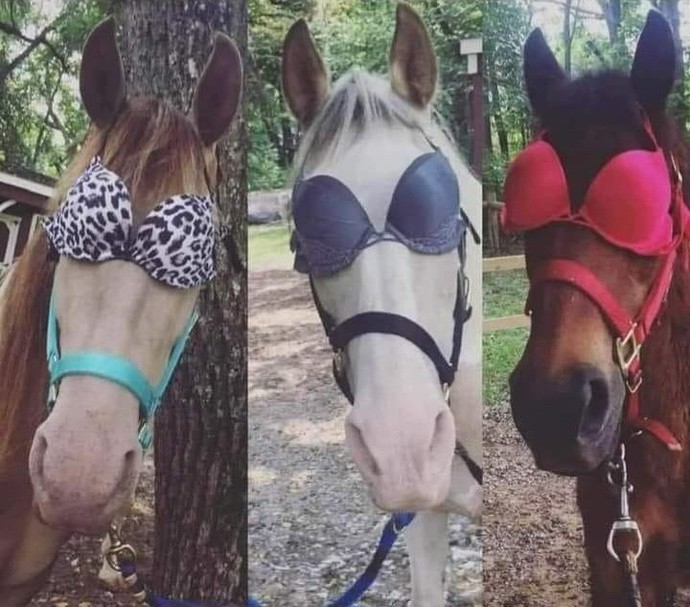 Are you protecting your animals from the eclipse?