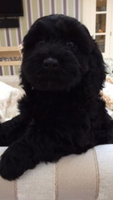 Do you have any pet? And can you post a pic of it?