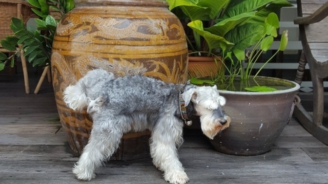 How to stop dogs from peeing on outdoor furniture?