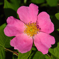 Rosa setigera