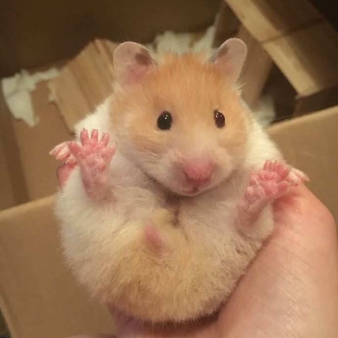 Which animal has the cutest feet?