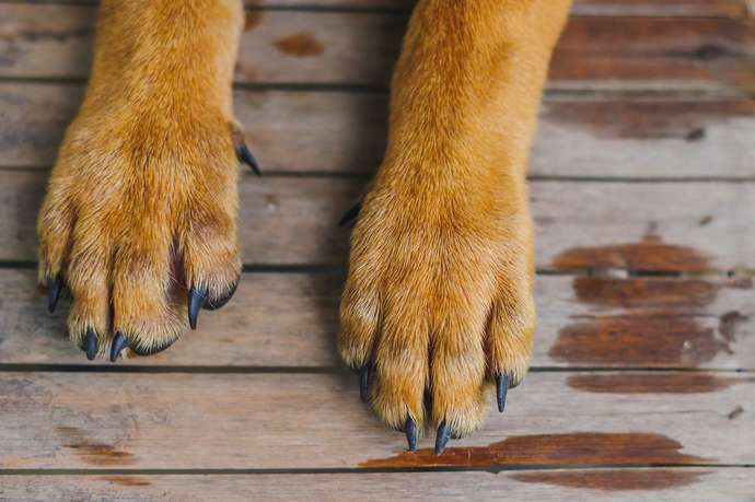 Which animal has the cutest feet?